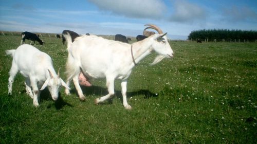 febra-lapte-capre