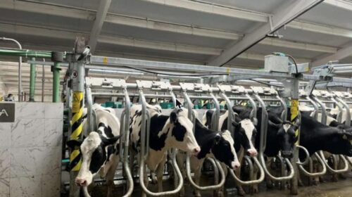 Vaci Holstein la mulsoare în ferma SRL Total Gnatiuc