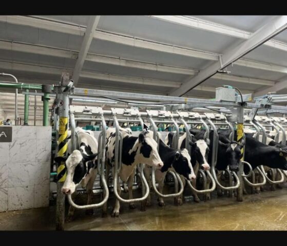 Vaci Holstein la mulsoare în ferma SRL Total Gnatiuc