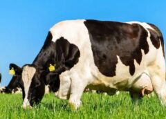 NFU Scotland cere acțiuni în contextul scăderii drastice a prețurilor la lapte
