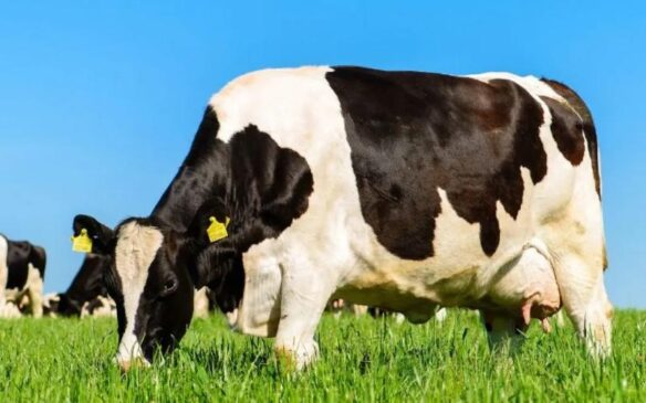 NFU Scotland cere acțiuni în contextul scăderii drastice a prețurilor la lapte