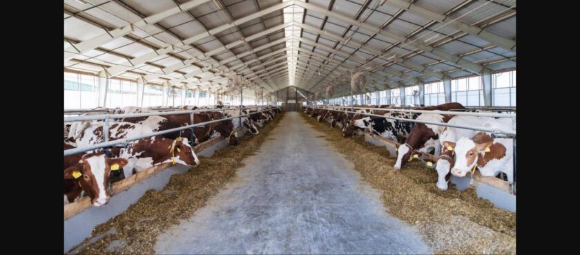 Bovine la hrănit într-o fermă modernă din România, sector care va beneficia de noua subvenție