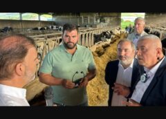 „Fără sprijinul european, am închide ferma”: povestea unei familii care crește peste 250 de vaci în Azore