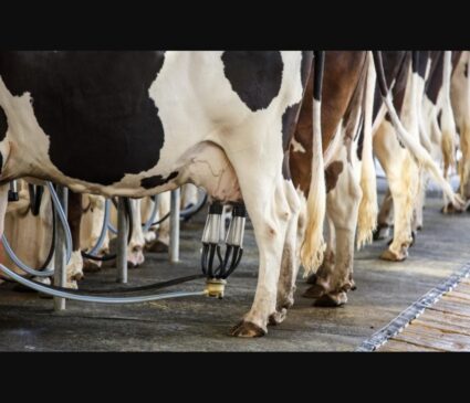 Sală de muls la o fermă de vaci de lapte, sector analizat de Consiliul Concurenței din România