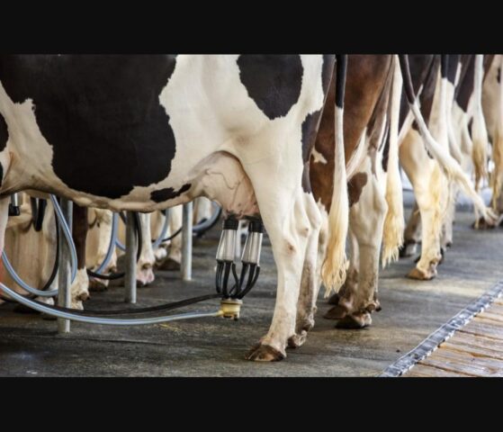 Sală de muls la o fermă de vaci de lapte, sector analizat de Consiliul Concurenței din România