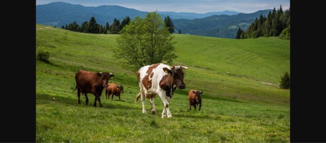 Vaci la pășunat pe dealurile din Bucovina