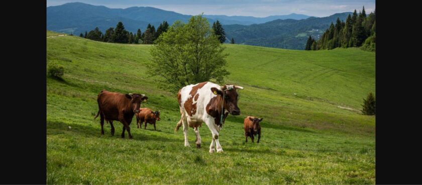 Vaci la pășunat pe dealurile din Bucovina